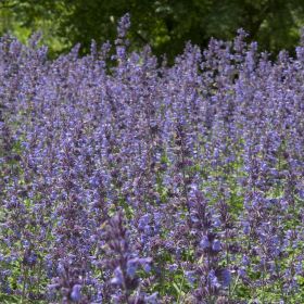 Nepeta Walkers Low 3 Litre